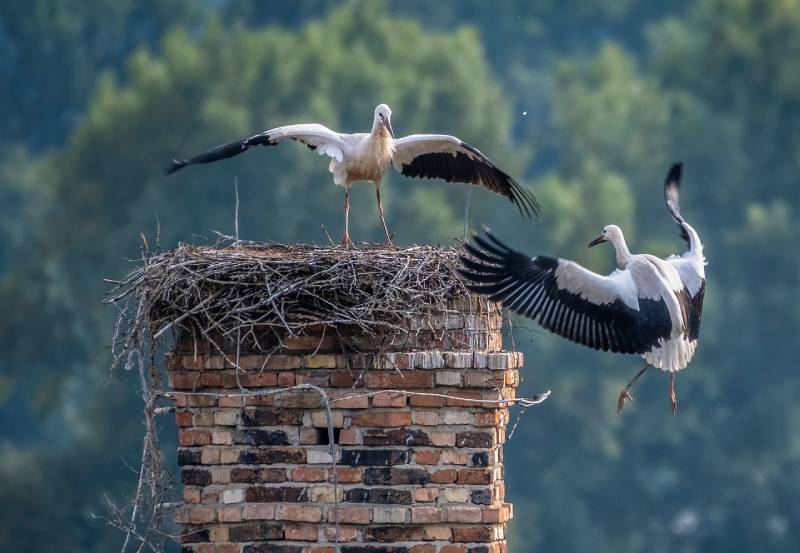 Expert Chimney Animal Removal in Westlake Village, CA Professional Chimney Animal Removal Services in Westlake Village, California